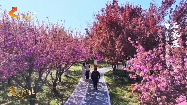 美丽河北见证官郭宪芳作品欣赏丨樱花公园太好出片啦！