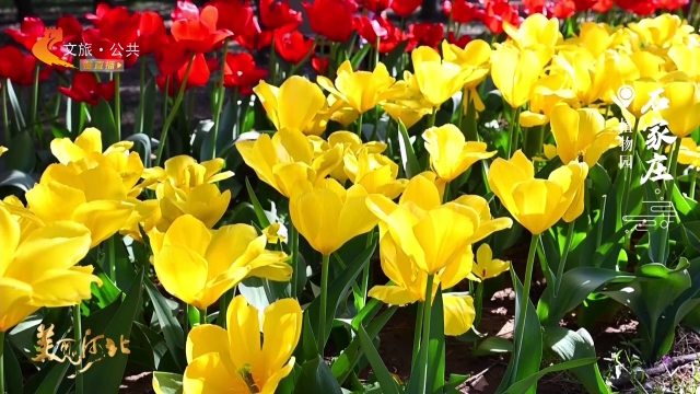 美丽河北慢直播丨植物园的郁金香花海，是大自然调制的油画盘~石家庄 正午 2026/04/13#这么近，那么美，周末到河北