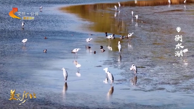 美丽河北见证官李明作品欣赏丨衡水湖一湖春暖候鸟归