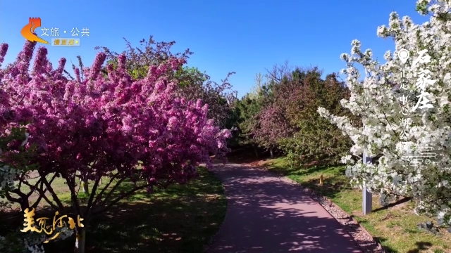 美丽河北见证官吴长新作品欣赏丨正定中心湖公园繁花满枝春意浓！