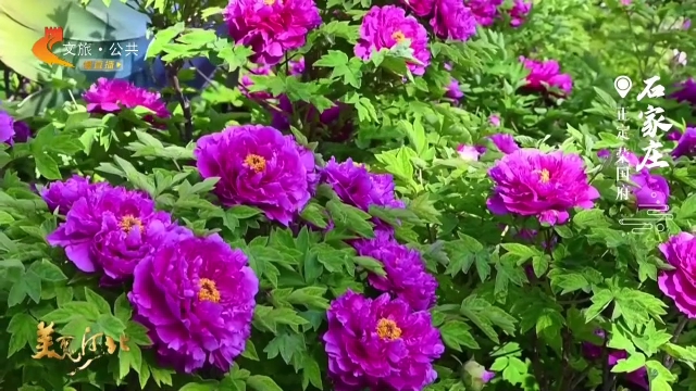 美丽河北慢直播丨牡丹盛放！荣国府喊你来当“花仙子” 正午 2026/04/16#这么近，那么美，周末到河北