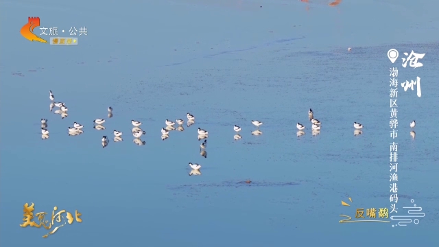 美丽河北见证官宋文峰作品欣赏丨快看南排河渔港码头，翘嘴精灵踏浪来~