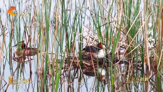美丽河北见证官周津作品欣赏丨盯紧！衡水湖候鸟孵蛋实录