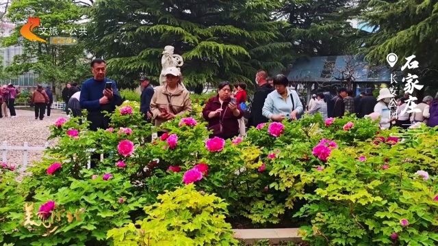 美丽河北见证官张文元作品欣赏丨长安公园牡丹迎来最佳观赏期！