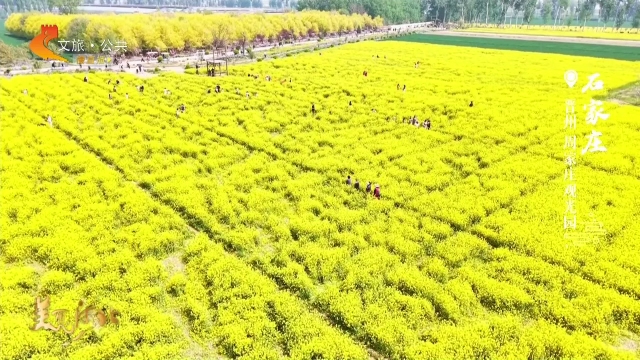 美丽河北见证官于志高作品欣赏丨周家庄油菜花海流金溢彩！