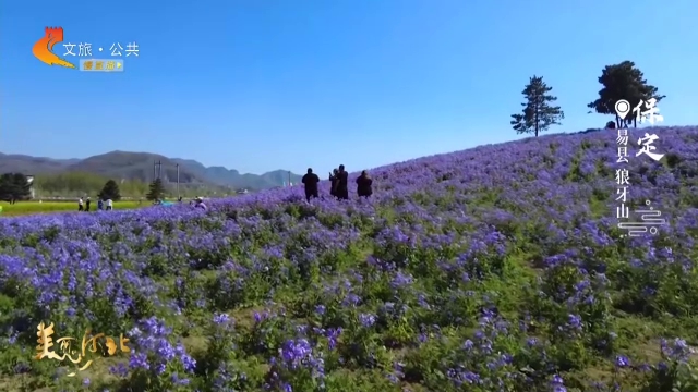 美丽河北慢直播丨狼牙山田园花海盛开，春风吹来阵阵花香 保定 正午 2026/04/19#这么近，那么美，周末到河北