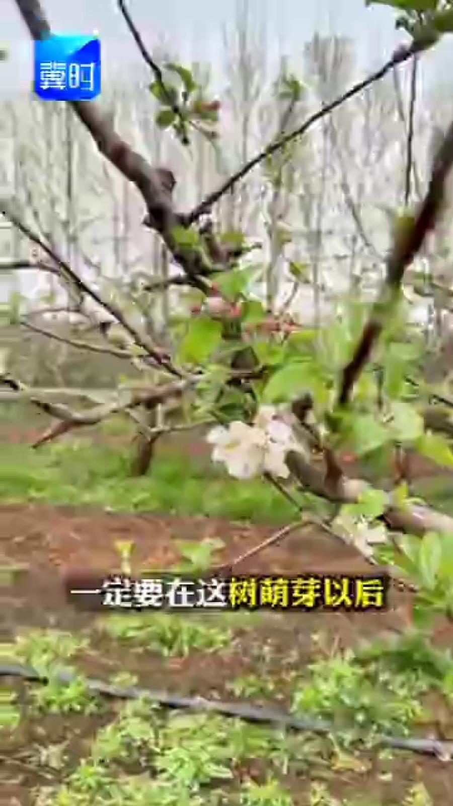 【专家在线】刮树皮要注意！这两点做不对，来年减产一大半