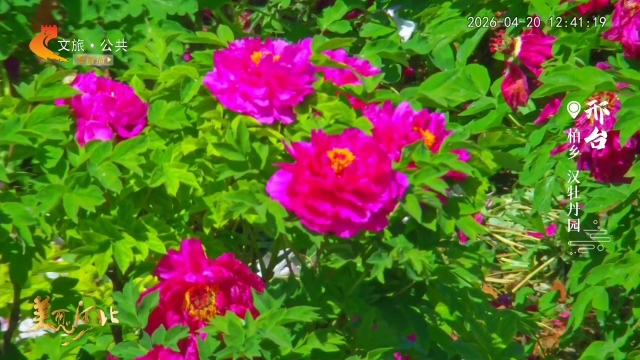 美丽河北慢直播丨春日到汉牡丹园，邂逅千年国色 邢台 正午2026/04/20#这么近，那么美，周末到河北