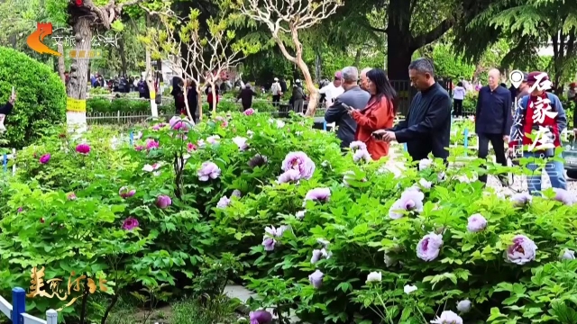 美丽河北见证官吴长新作品欣赏丨长安公园牡丹盛放，游人惬意赏春光