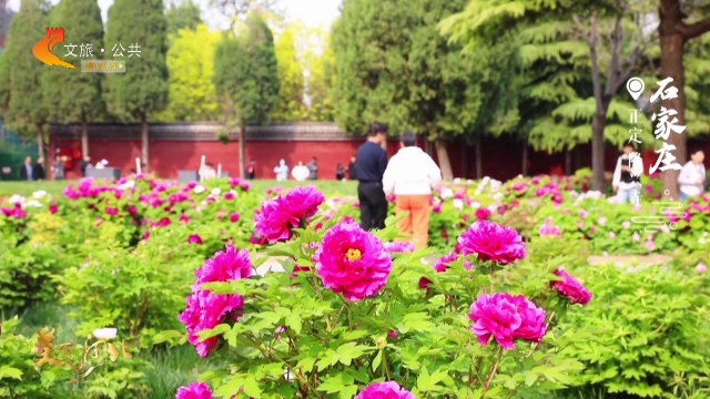 美丽河北见证官于志高作品欣赏丨隆兴寺红墙映国色，牡丹自风雅！