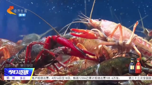 记者走市场丨应季小龙虾上市  一口鲜到舌尖