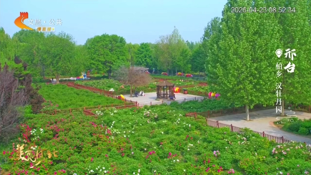 美丽河北慢直播丨汉牡丹园的“牡丹仙子”邀你赴一场国色天香之约 邢台 清晨 2026/04/23#这么近，那么美，周末到河北