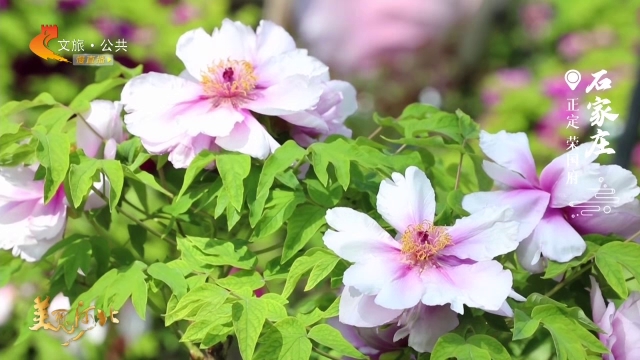 美丽河北慢直播 丨荣国府里繁花盛，一府春风醉牡丹 石家庄 正午 2026/04/23#这么近，那么美，周末到河北