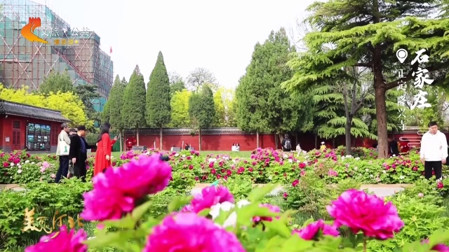 美丽河北见证官于志高作品欣赏丨殿影清幽凝春色，牡丹花开隆兴寺