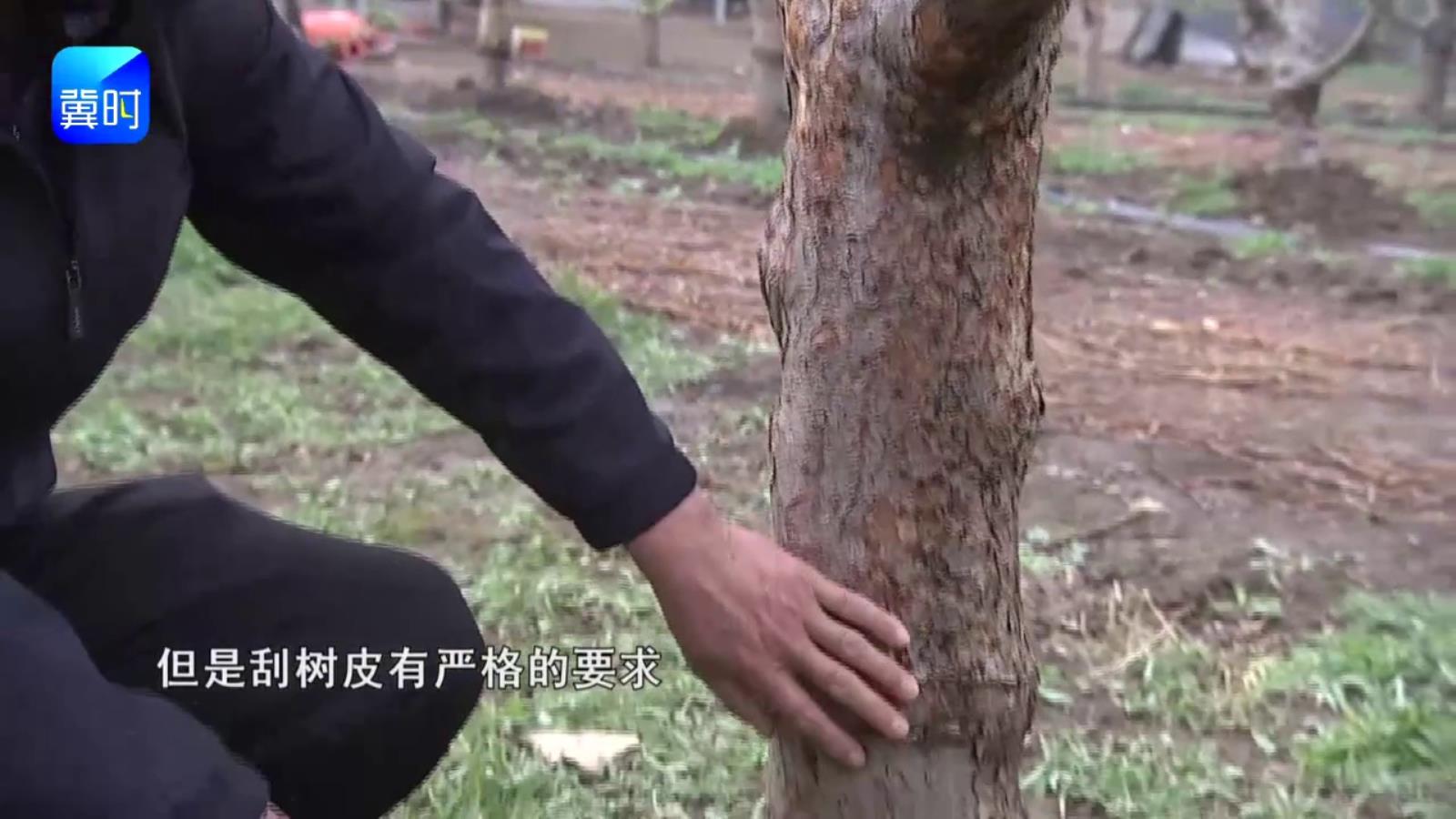 【专家在线】苹果树皮别乱刮，抓住两点少走弯路！