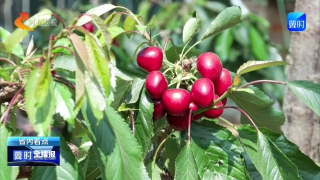 冀时全播报丨邢台：金融活水助企纾困