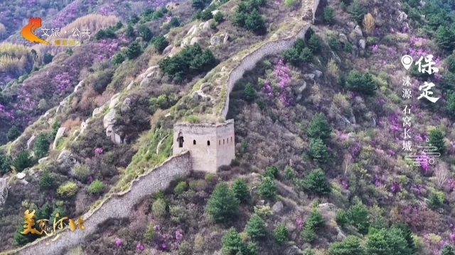美丽河北慢直播丨满山杜鹃次第开，石窝长城等你来 保定 清晨 2026/04/26#这么近，那么美，周末到河北