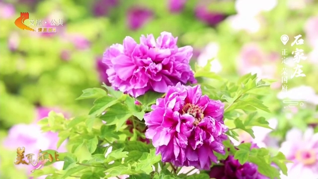 美丽河北慢直播丨荣国府花开正盛，不负春光不负卿 石家庄 清晨 2026/04/26#这么近，那么美，周末到河北
