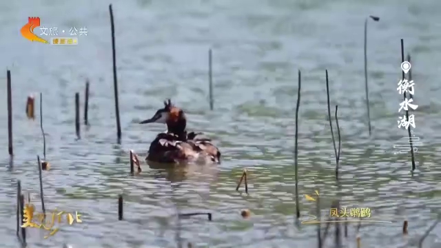 美丽河北见证官李明作品欣赏丨衡水湖上晴光好，飞鸟携幼戏碧波