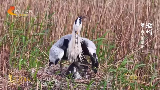 美丽河北见证官宋文峰作品欣赏丨南大港湿地逢春，静待雏羽初长