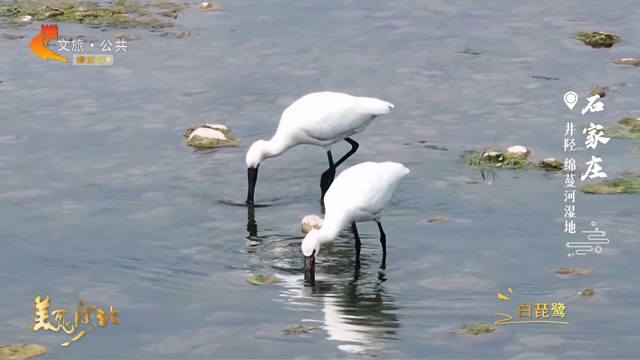 美丽河北慢直播丨白琵鹭栖守绵蔓河湿地，扁喙慢扫清波~ 石家庄 清晨 2026/04/28 #这么近，那么美，周末到河北
