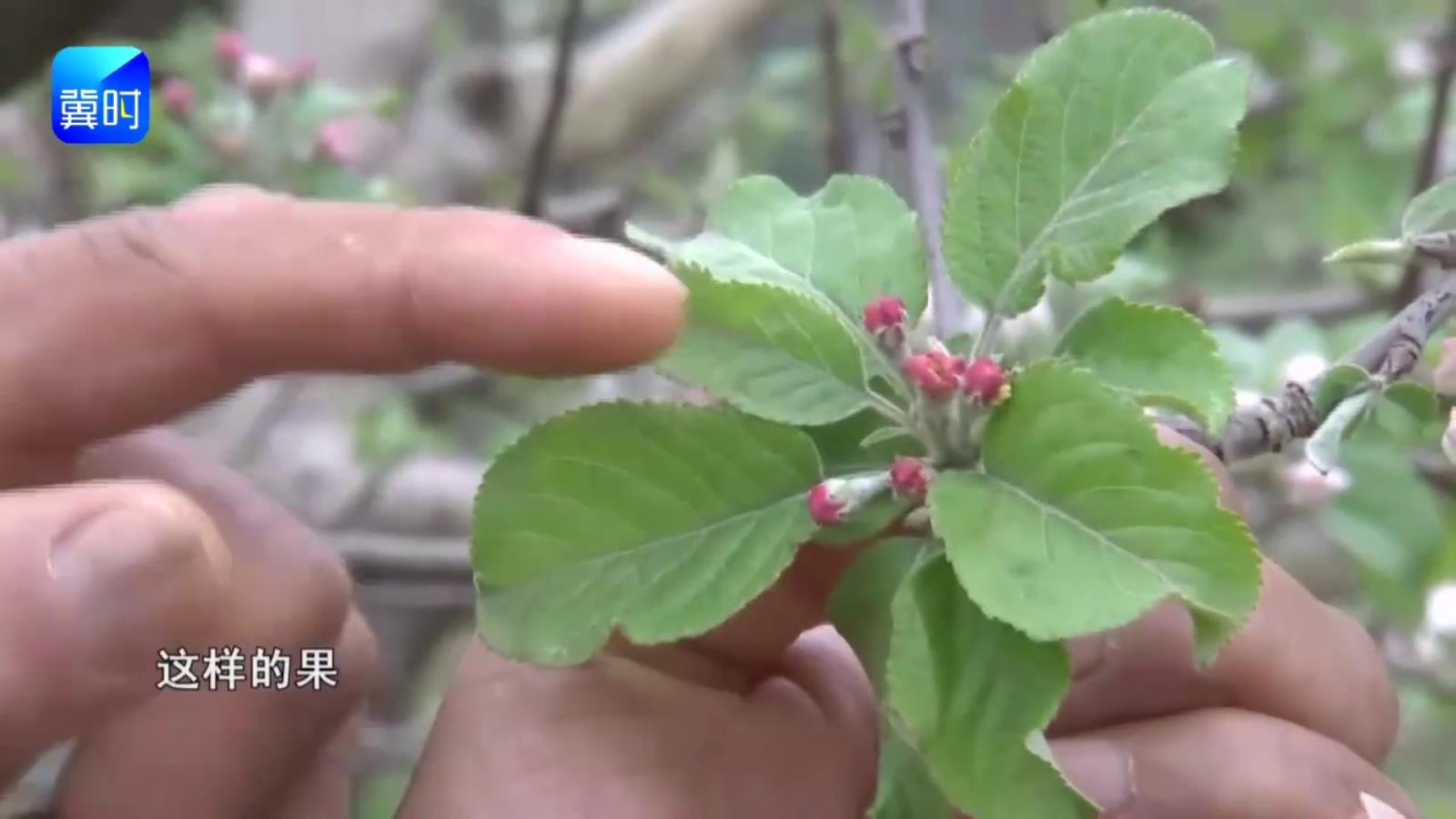 【专家在线】啥是灯笼果？不疏掉，会白白浪费钱！