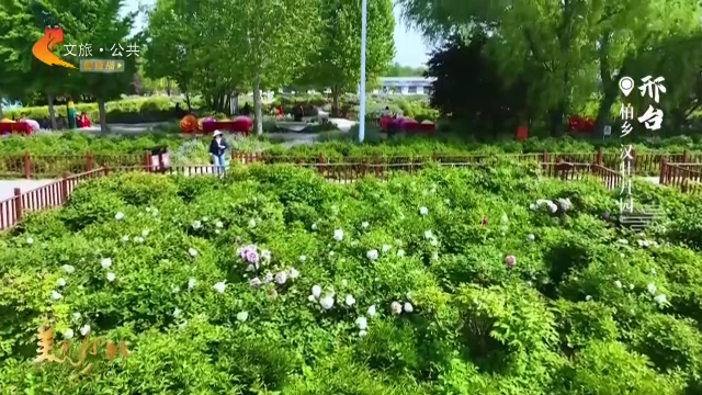 美丽河北慢直播丨汉牡丹园春色撩人，快来和花儿一起解锁浪漫吧！邢台 清晨 2026/04/29#这么近，那么美，周末到河北