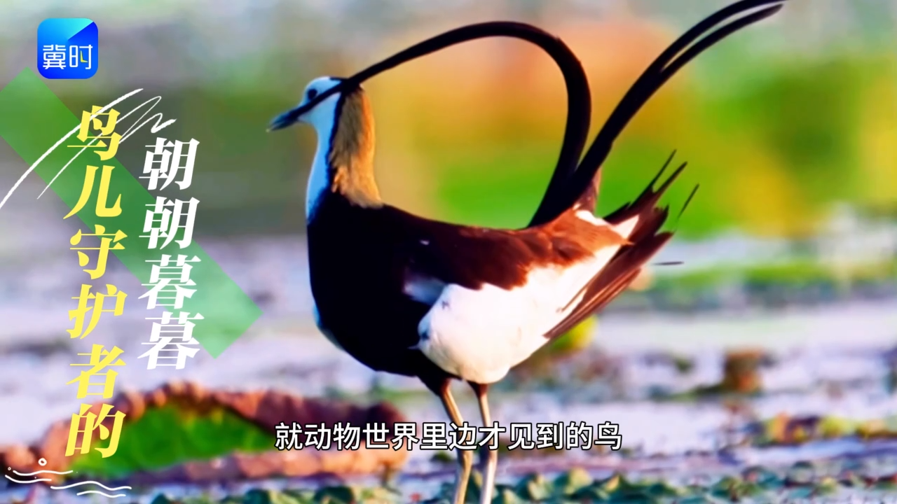 春天的脚步 | 雄安之春：鸟儿守护者的朝朝暮暮