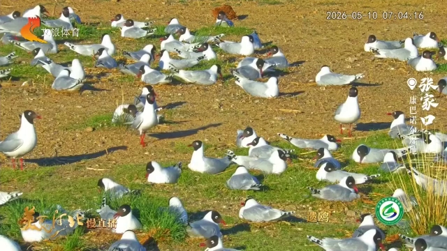 美丽河北慢直播•秘境精灵丨康巴诺尔湿地，遗鸥繁育乐园！张家口 清晨 2026/05/10 #这么近，那么美，周末到河北