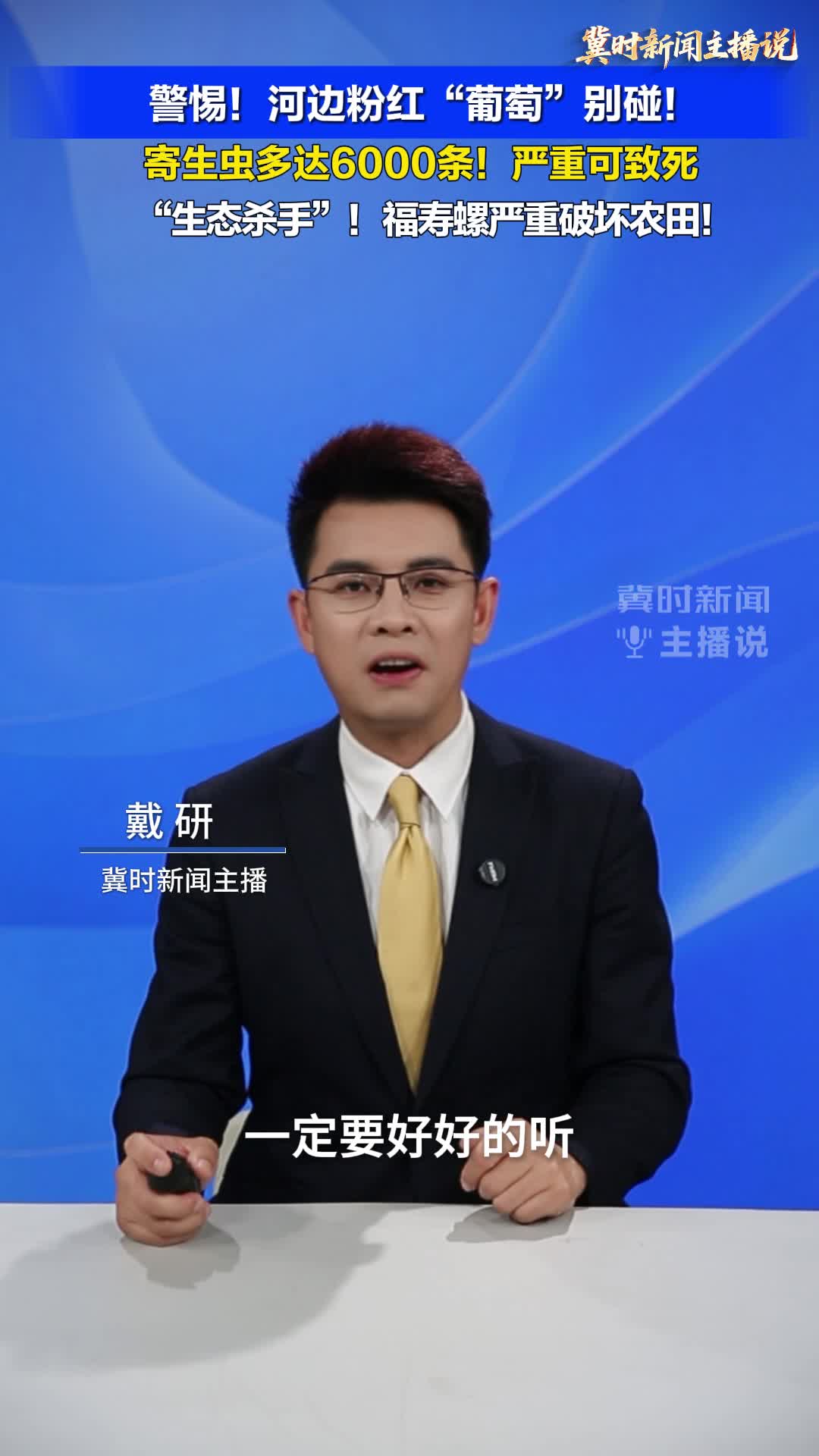 【冀时新闻主播说】警惕！河边粉红“葡萄”别碰！福寿螺严重破坏农田
