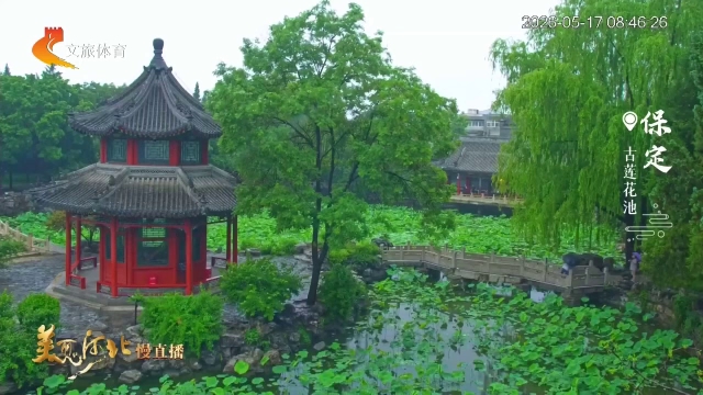 美丽河北慢直播丨烟雨朦胧古莲花池，层层荷叶漾清欢 保定 清晨 2026/05/17#这么近，那么美，周末到河北