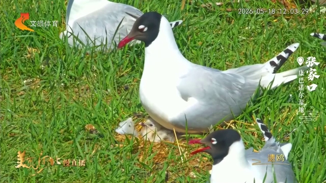 美丽河北慢直播丨康巴诺尔湿地风清水暖，守护遗鸥新羽初成 正午 2026/05/18#这么近，那么美，周末到河北