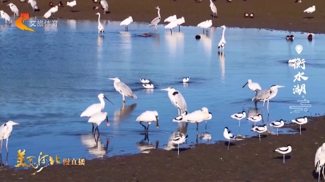 美丽河北见证官李明作品欣赏丨衡水湖百鸟齐欢生态美~