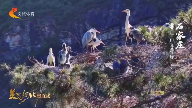 美丽河北见证官张育才作品欣赏丨深山古松鹭影~苍鹭峰意境悠然！