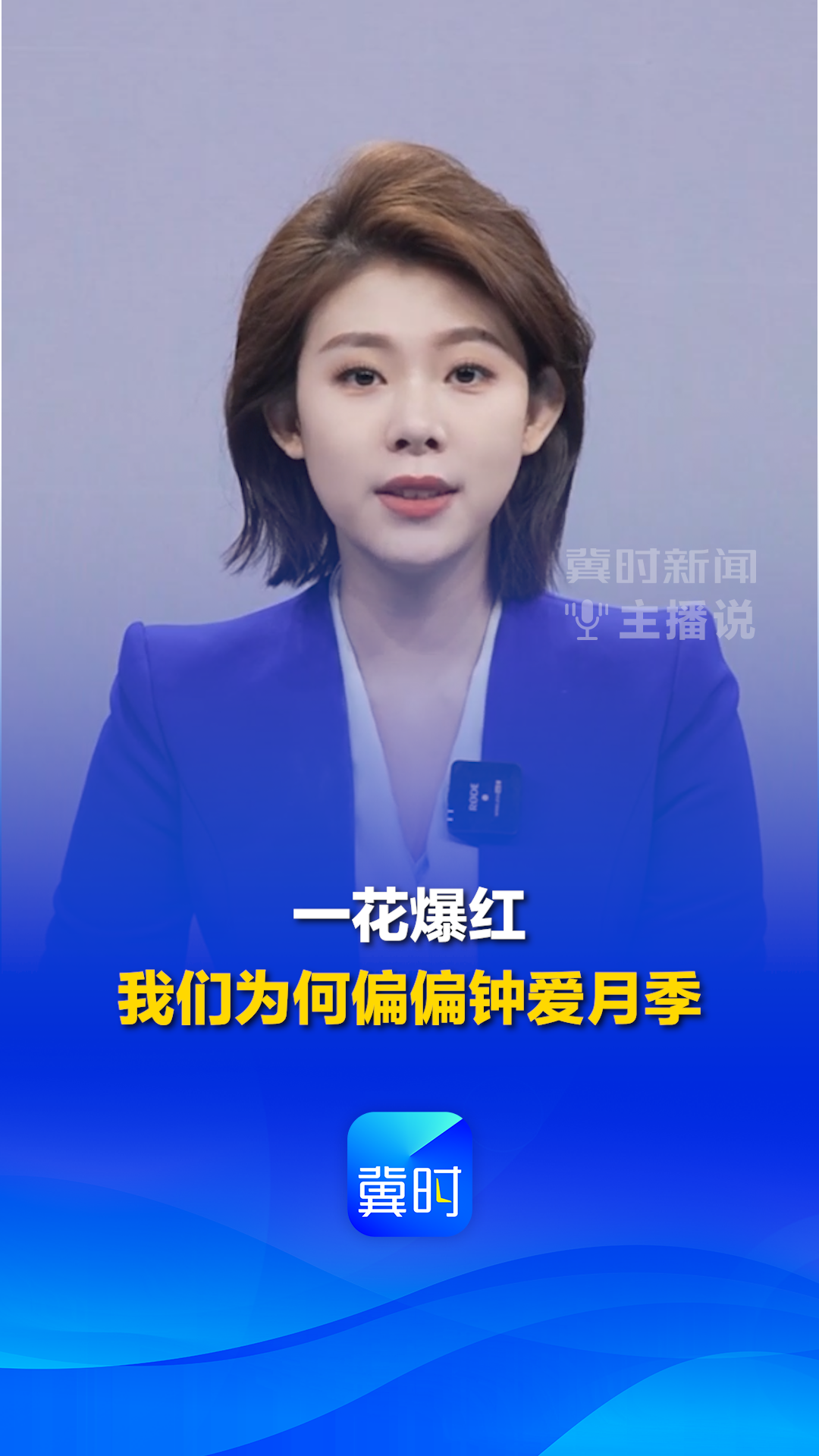一花爆红！我们为何偏偏钟爱月季？丨冀时新闻主播说
