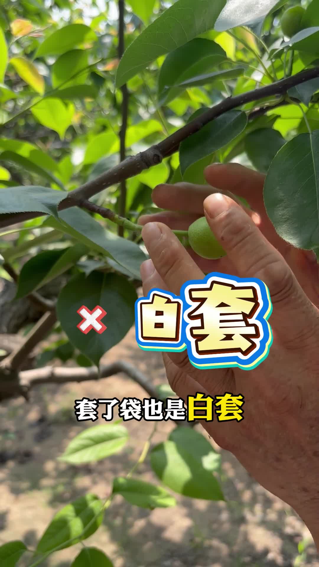 【专家在线】这样的梨，套袋也是白套！90%果农不知道