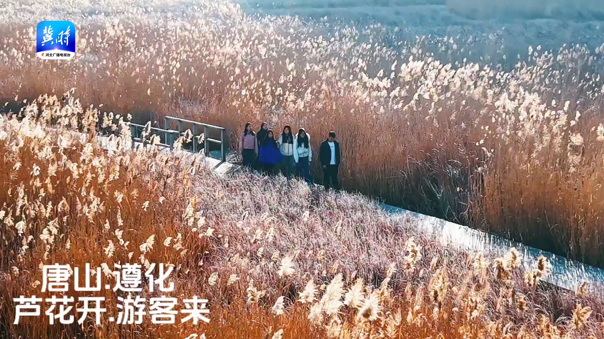 河北遵化：芦花开 游客来