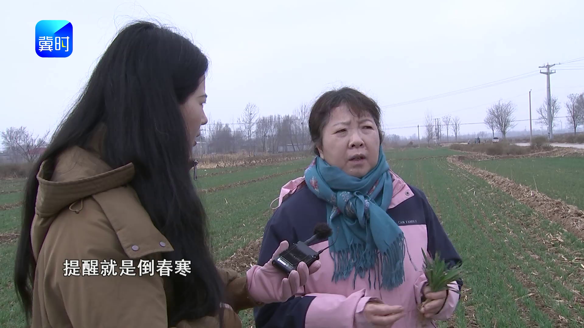 【专家在线】小麦春管别漏这一步：防倒春寒要重视