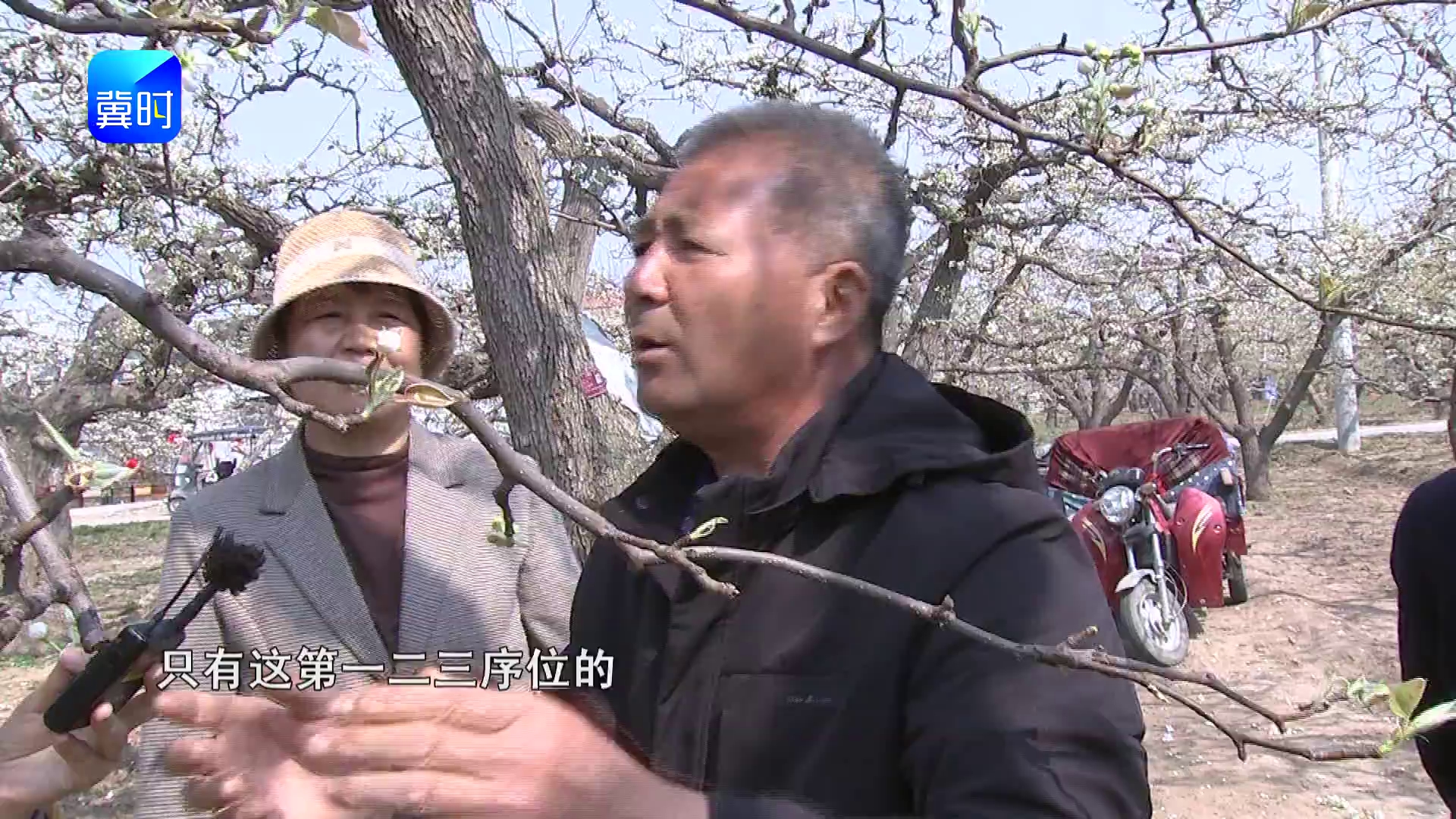 【专家在线】疏花别乱疏！只留第一二三序位花才靠谱