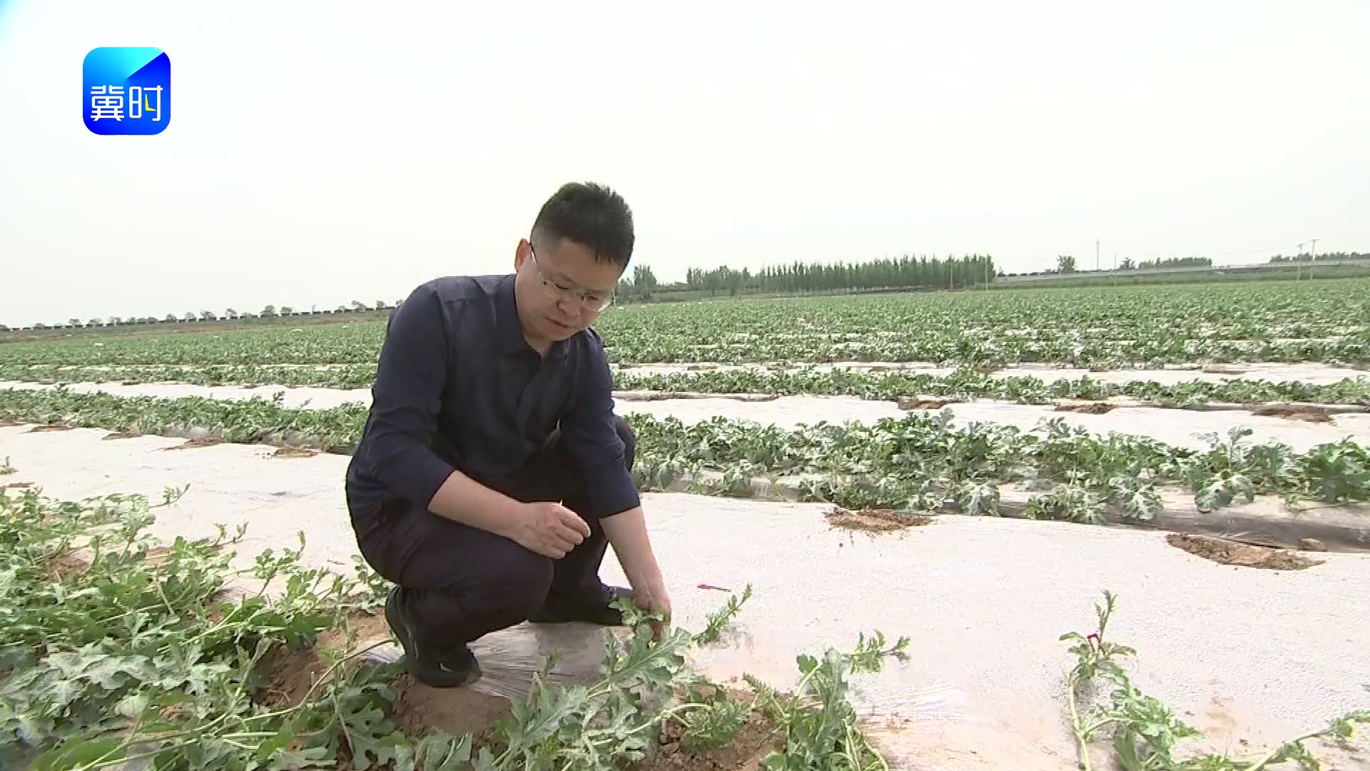 【专家在线】西瓜留瓜别乱选！记住这个节位，瓜形周正还早熟